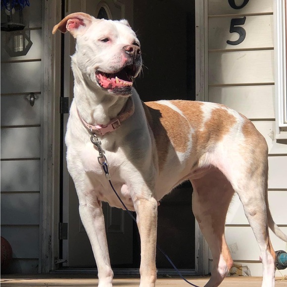 RIP our sweet Daytona - Picture 4 of 4